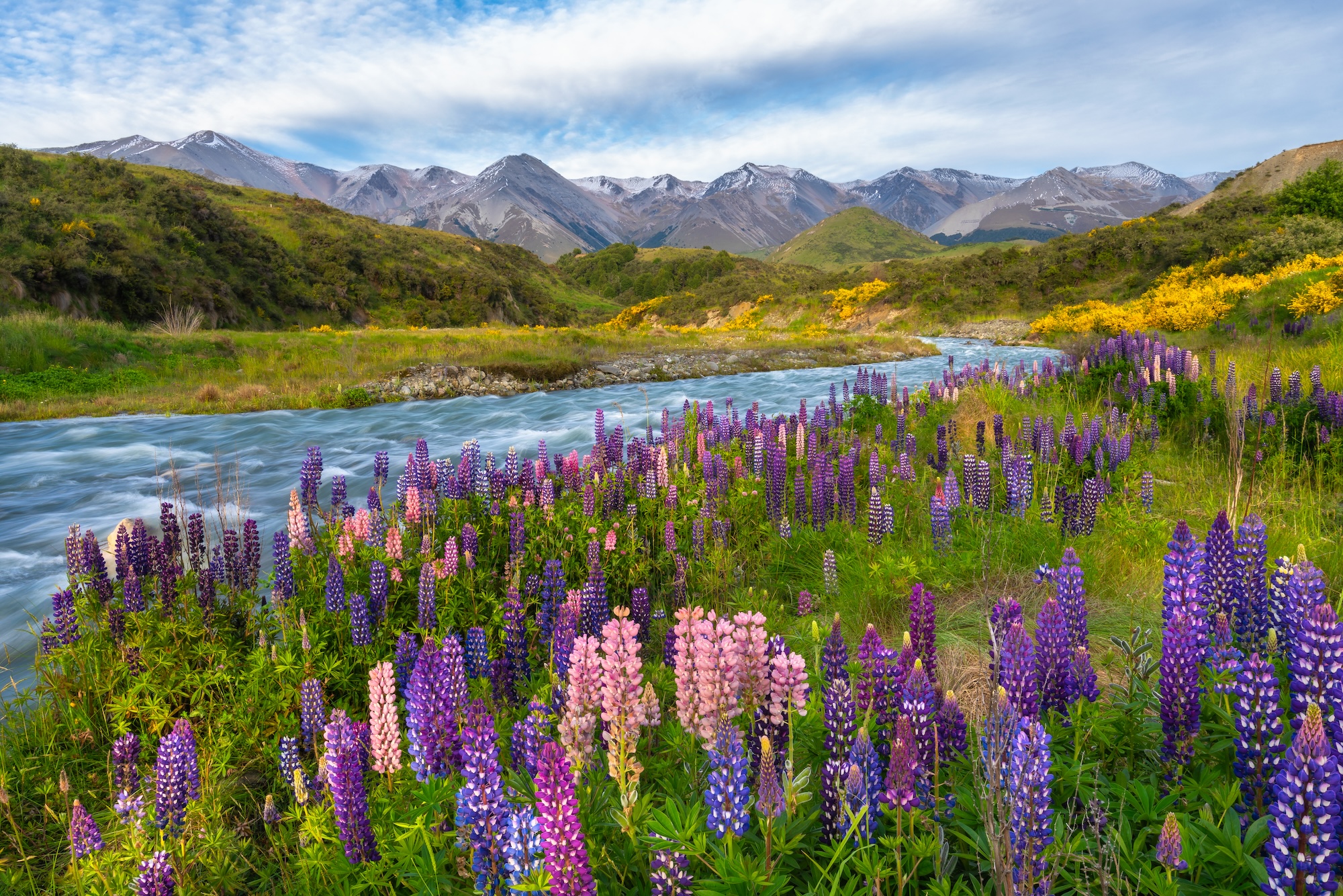 Lupins,Along,The,Edge,Of,Mountain,Stream,With,Mountains,In